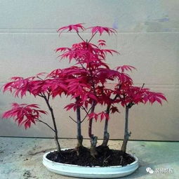 養盆花期超長的花,讓花香不絕