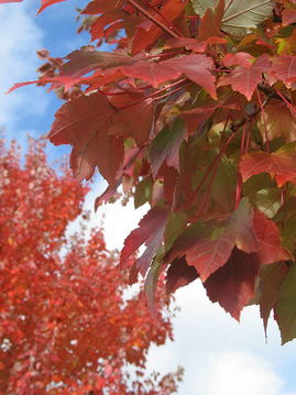 米國出差三周紀(jì)實