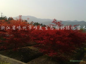 日本紅楓價格 地徑8公分380元 紹興日本紅楓價格