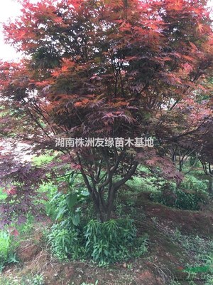 出售湖南紅楓、紅楓小苗、日本紅楓、美國紅楓、青楓、本地紅楓