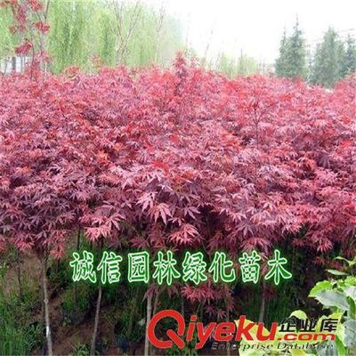 紅楓樹 紅楓樹苗 紅楓苗 紅楓盆景 日本紅楓樹 日本紅楓樹苗-沭陽縣誠信園林綠化苗木基地提供紅楓樹 紅楓樹苗 紅楓苗 紅楓盆景 日本紅楓樹 日本紅楓樹苗的相關介紹、產品、服務、圖片、價格沭陽縣誠信園林綠化苗木基地、喬木;苗木