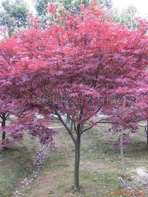 膠帶定制 肇慶綠色封箱膠公司|其他膠帶|膠帶|包裝|產品|中國黃頁網