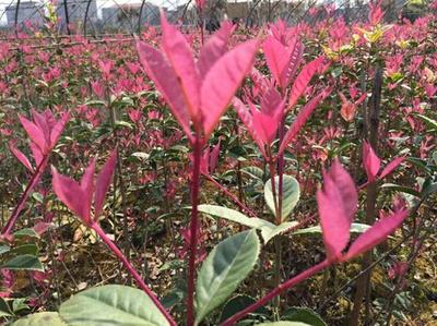 紅楓,美國紅楓,日本紅楓-五色彩桂:獲中國西部園林花木博覽會金獎-美國紅楓十月光輝|夕陽紅|紅冠|秋火焰|日本紅楓獅子頭、三河八房、紅三河批發【華石紅楓 tel:4006168511】-www.shmmw.com