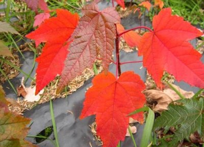 日本紅楓和中國紅楓的區別