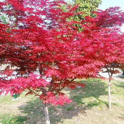 [紅楓苗批發]山東臨沂郯城縣楓樹苗 3.80元/棵紅楓樹苗日本紅 _ 一畝田