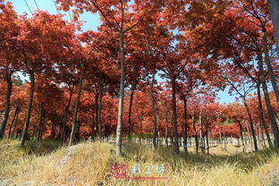 福州驚現秋天的童話 日本紅楓 漫山杜鵑...快來