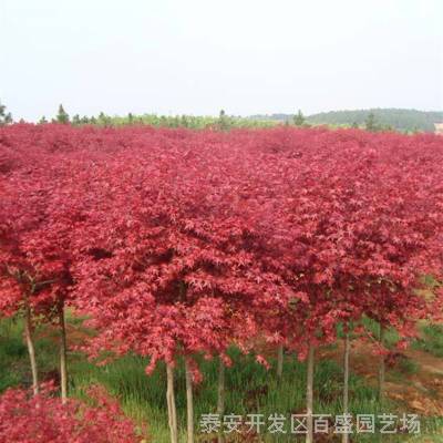 紅楓樹苗有幾個(gè)品種 美國(guó)紅楓 日本紅楓 歐洲紅楓 三季紅紅楓苗