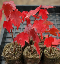 【美國紅楓樹種子】最新最全美國紅楓樹種子 產品參考信息