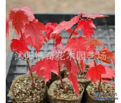 【博奇園林綠化苗木樹苗庭院植物日本紅楓苗紅絲帶紅楓樹苗量大優(yōu)惠】沭陽博奇花木園藝場 - 產品庫