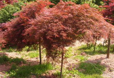 紅楓 日本紅楓 羽毛楓 圖片 品種區別