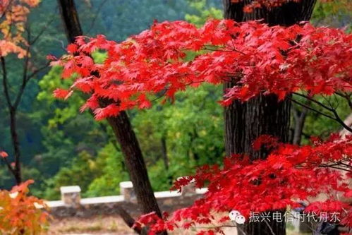 特價(jià)138元 天橋溝賞楓一日游