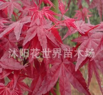 日本紅楓苗批發(fā) 江蘇紅絲帶批發(fā) 雙面紅紅楓苗批發(fā)