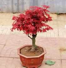 【日本紅楓紅舞妓】最新最全日本紅楓紅舞妓 產(chǎn)品參考信息