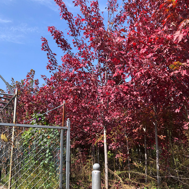 紅楓樹基地批發(fā)園林工程綠化樹木景區(qū)觀賞喬木日本紅楓美國紅楓樹