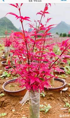 [日本紅楓日本紅楓 紅大袖 紅小袖 紅楓盆景價(jià)格40棵