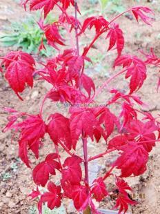 供應(yīng)桓臺(tái)日本紅楓,莒南日本紅楓,日本紅楓_傳媒.廣電_世界工廠網(wǎng)中國產(chǎn)品信息庫