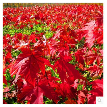 千姿秀 紅楓樹苗 行道綠化苗木 紅楓小苗 紅楓苗 工程苗日本紅楓 美國紅楓50-60厘米高 美國紅楓70-80厘米高【圖片 價(jià)格 品牌 報(bào)價(jià)】-京東