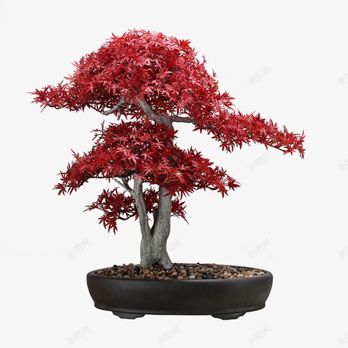 中式日式仿真紅色楓樹雞爪楓日式餐廳日式料理壽司店茶 元素 免摳png 設(shè)計(jì)圖片 免費(fèi)下載 頁面網(wǎng)頁 平面電商 創(chuàng)意素材 楓樹素材