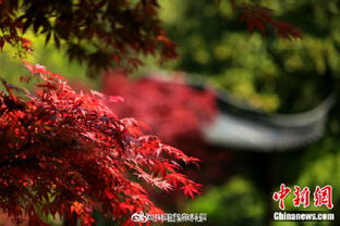 春光明媚也能看紅葉 這個(gè)地方的春紅楓正當(dāng)賞看時(shí)