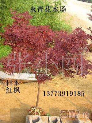 【現貨出售3公分日本紅楓、中國紅楓、基地實物照片、歡迎選購】 - 產品庫 - 沭陽縣永青花木場
