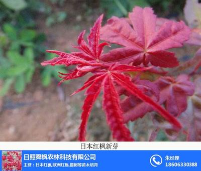 日本紅楓專賣、舜楓農林 在線咨詢 、日本紅楓
