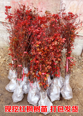 紅楓樹苗日本紅楓中國紅四季紅庭院綠化紅楓紅舞姬盆栽雞爪槭 五角楓 三角楓工地綠化小區(qū)綠化苗占地苗