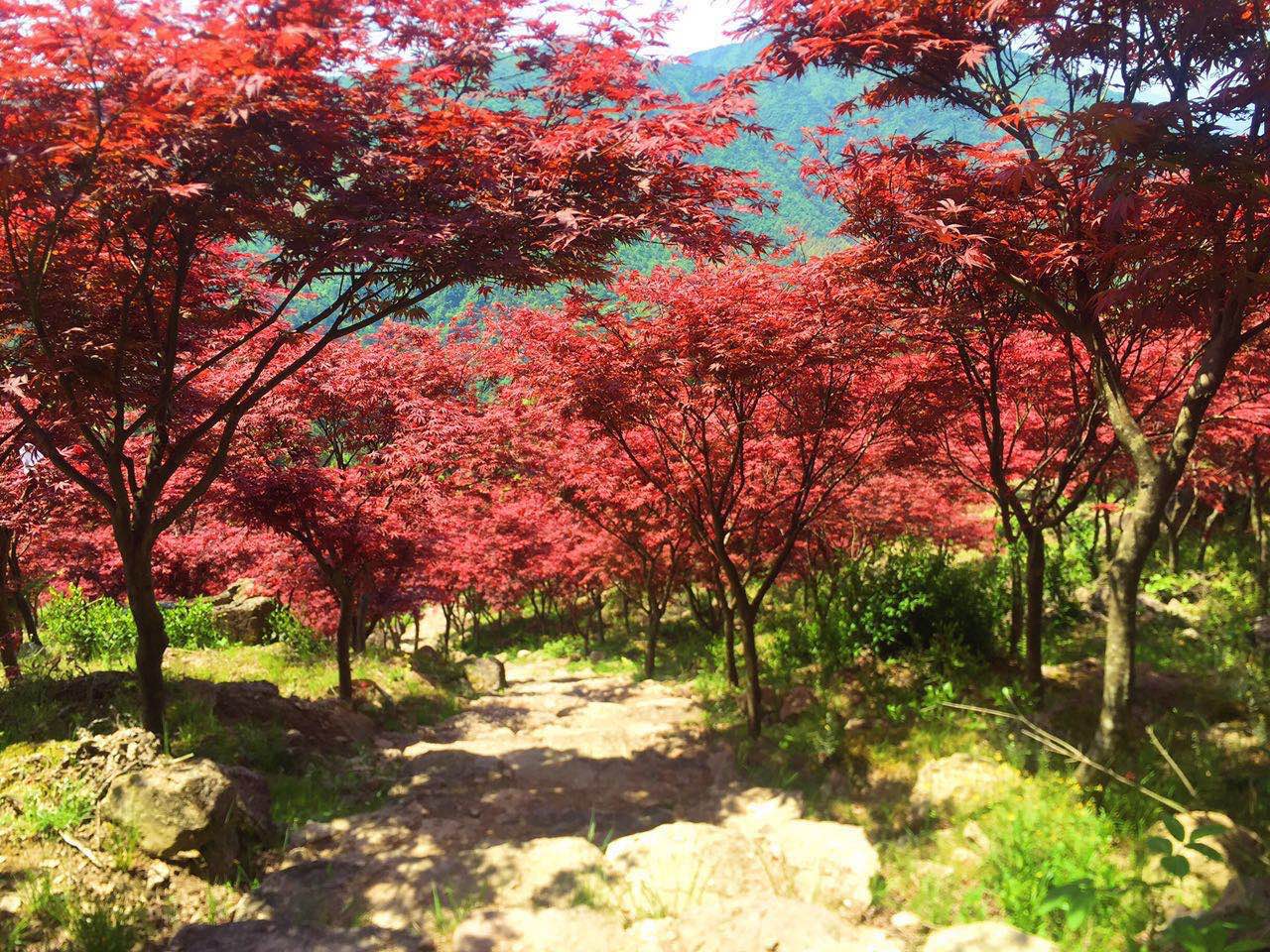 楓樹羽毛楓盆栽紅楓樹苗日本紅楓庭院花園植物陽(yáng)臺(tái)盆景黃金楓包郵