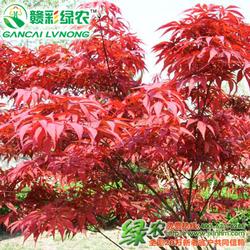 撫州市優(yōu)質(zhì)批發(fā) 優(yōu)質(zhì)供應(yīng) 優(yōu)質(zhì)廠家 