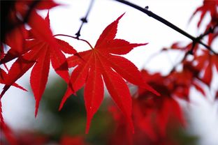 誰說賞楓葉一定要在秋天 正值花期的紅楓也很美 稚嫩的美