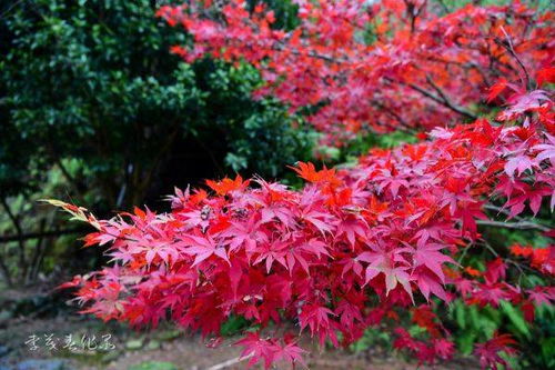 楓 情萬(wàn)種 醴陵楓溪谷紅葉紅了