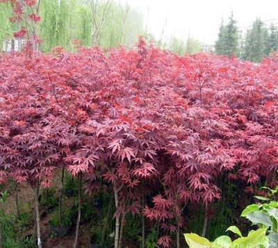 中國(guó)紅楓與日本紅楓哪種價(jià)格最低