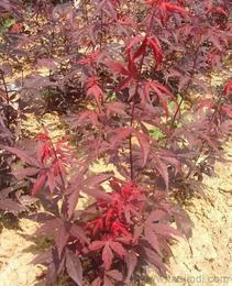 日本紅楓供應信息-日本紅楓批發、日本紅楓價格、找日本紅楓產品上