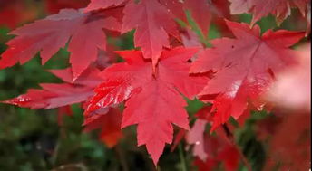 成都綠化工程那些最常見的彩葉苗木