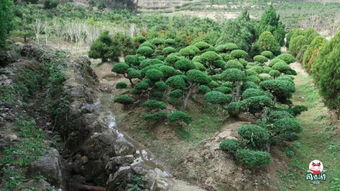 福州驚現(xiàn)秋天的童話 日本紅楓 漫山杜鵑...快來