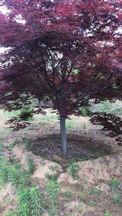 日本紅楓小苗多少錢一棵 日本紅楓價格行情