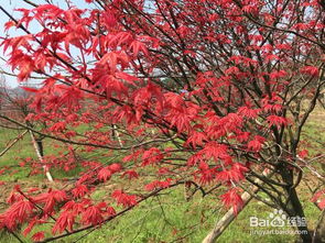 日本紅楓盆栽養(yǎng)護(hù)秘決,要注意哪些問(wèn)題