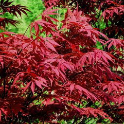 日本紅楓 橙之夢(mèng) 與中國(guó)紅楓的區(qū)別