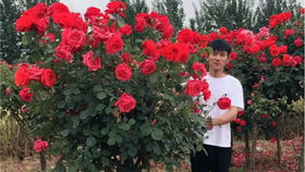 日本紅楓適合庭院別墅農家小院綠化栽植