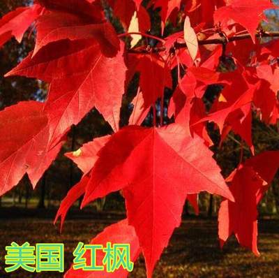 紅楓樹苗美國中國庭院盆栽日本紅楓 好評好店