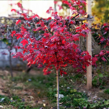 紅楓之美：從日本紅楓到庭院造景的藝術