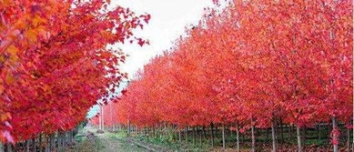 美國紅楓'十月光輝'的種植方法與園林用途，以及小苗價(jià)格與基地介紹——兼談日本紅楓的區(qū)別