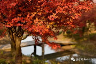 上海小眾賞楓地盤點(diǎn) 日本紅楓正當(dāng)時(shí)，這些地方即將刷屏朋友圈