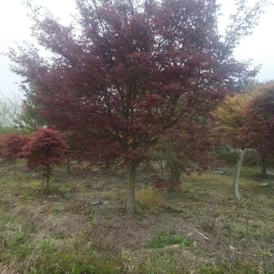 日本紅楓的購(gòu)買(mǎi)渠道與價(jià)格分析——以浙江12公分日本紅楓為例