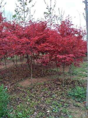 山東青島彩虹谷農(nóng)場(chǎng) 日本紅楓紅舞姬，僅20元/株，打造園林藝術(shù)新境界