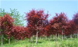 紅楓品種鑒賞與市場(chǎng)探析
