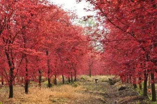 比古鎮(zhèn)更美的絕密基地，99%的成都人都沒(méi)去過(guò)的日本紅楓秘境