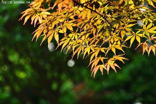 日本紅楓 秋日?qǐng)@林中的一抹絕美赤紅