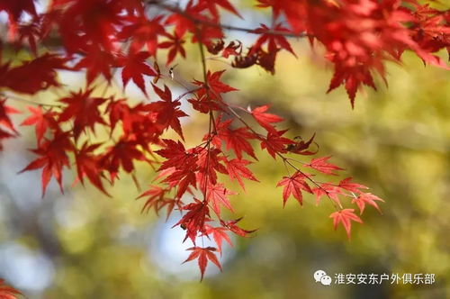 漫山紅楓染棲霞，一日盡賞金陵秋——安東戶(hù)外游江蘇11月19日南京棲霞山賞楓活動(dòng)召集