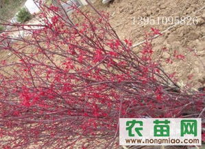 日本紅楓種苗鑒賞 紅舞妓與紫秀的品種特色及優(yōu)質(zhì)供應(yīng)商推薦