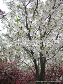 專(zhuān)供別墅庭院綠化精品苗木 日本紅楓及其他名貴樹(shù)種解析